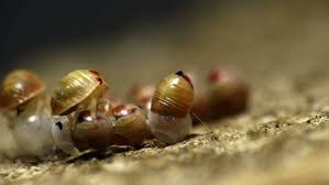 Attēlu rezultāti vaicājumam “Pentatomidae eggs”