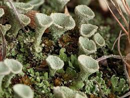 Attēlu rezultāti vaicājumam “Cladonia squamosa”
