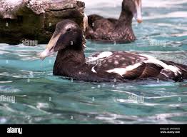 Attēlu rezultāti vaicājumam “Somateria mollissima male”