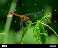 Attēlu rezultāti vaicājumam “Sympetrum sanguineum”