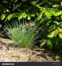 Attēlu rezultāti vaicājumam “Corynephorus canescens flower”