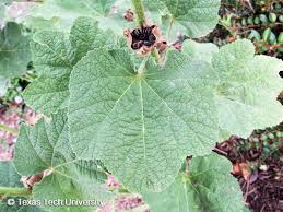 Attēlu rezultāti vaicājumam “Alcea rosea leaf”