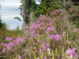 Attēlu rezultāti vaicājumam “Rhododendron canadense flower”
