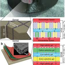 Image result for Tetronarce nobiliana