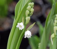 Attēlu rezultāti vaicājumam “Convallaria majalis flower”