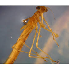 Attēlu rezultāti vaicājumam “Lestidae”