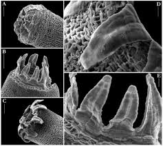 Attēlu rezultāti vaicājumam “Splachnum ampullaceum sporophyte”