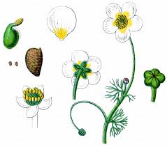 Attēlu rezultāti vaicājumam “Batrachium circinatum flower”