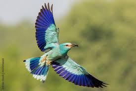 Attēlu rezultāti vaicājumam “Coracias garrulus”