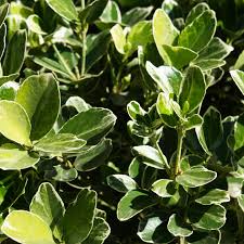 Attēlu rezultāti vaicājumam “Euonymus”