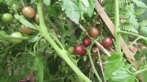 Afbeeldingsresultaat voor black cherry tomato
