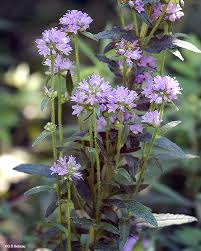Attēlu rezultāti vaicājumam “Campanula cervicaria flower”