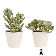 Image result for Mehikasvi