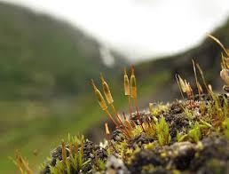 Attēlu rezultāti vaicājumam “Encalypta streptocarpa sporophyte”