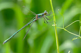 Attēlu rezultāti vaicājumam “Lestes dryas female”