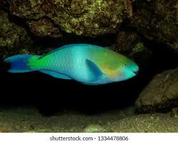 Image result for Scarus ferrugineus