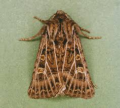 Attēlu rezultāti vaicājumam “Tholera decimalis male”