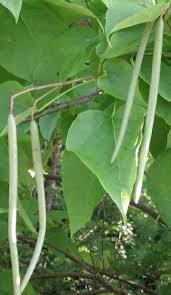 Attēlu rezultāti vaicājumam “Catalpa ovata fruit”