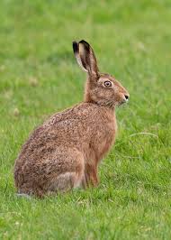 Attēlu rezultāti vaicājumam “Lepus europaeus”