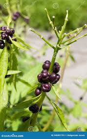 Attēlu rezultāti vaicājumam “Cardamine bulbifera leaf”
