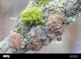 Attēlu rezultāti vaicājumam “Exidia thuretiana”