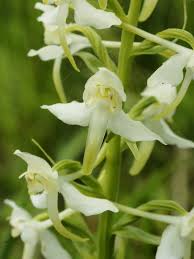 Attēlu rezultāti vaicājumam “Platanthera chlorantha flower”