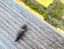 Attēlu rezultāti vaicājumam “Actenicerus sjaelandicus”