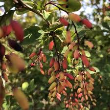 Attēlu rezultāti vaicājumam “Barbarea vulgaris subsp. arcuata fruit”