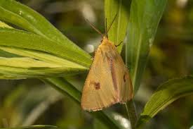 Attēlu rezultāti vaicājumam “Diacrisia sannio”