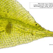 Attēlu rezultāti vaicājumam “Barbula unguiculata macro”