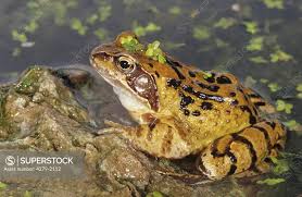 Attēlu rezultāti vaicājumam “Rana temporaria”