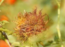 Attēlu rezultāti vaicājumam “Diplolepis rosae”