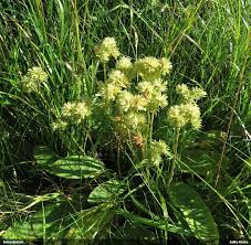 Attēlu rezultāti vaicājumam “Coenogonium pineti”