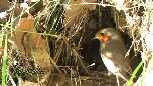 Attēlu rezultāti vaicājumam “Erithacus rubecula nest”