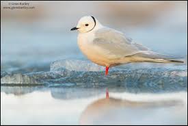 Image result for Rhodostethia rosea