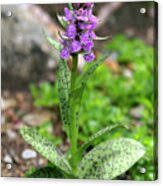 Attēlu rezultāti vaicājumam “Dactylorhiza maculata bud”