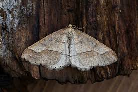 Attēlu rezultāti vaicājumam “Agriopis marginaria”