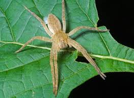 Attēlu rezultāti vaicājumam “Pisauridae”