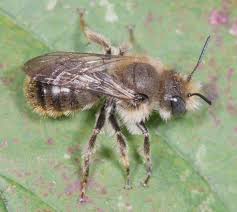 Attēlu rezultāti vaicājumam “Osmia bicolor”
