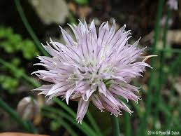 Attēlu rezultāti vaicājumam “Allium schoenoprasum flower”