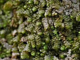 Attēlu rezultāti vaicājumam “Frullania dilatata”