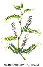 Attēlu rezultāti vaicājumam “Vicia cracca leaf”