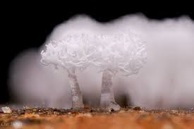 Attēlu rezultāti vaicājumam “Ceratiomyxa morchella spores”