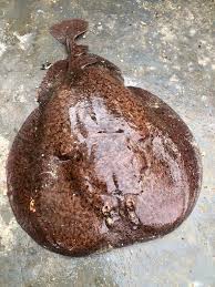 Image result for Tetronarce nobiliana