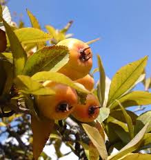 Attēlu rezultāti vaicājumam “Crataegus macracantha fruit”