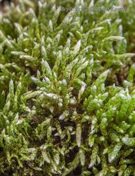 Attēlu rezultāti vaicājumam “Bryum moravicum”
