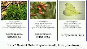 Attēlu rezultāti vaicājumam “Eurhynchiastrum pulchellum”