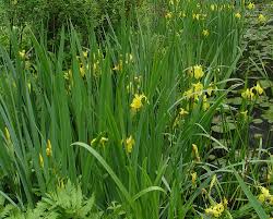 Attēlu rezultāti vaicājumam “Iris pseudacorus fruit”