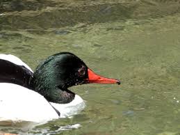 Attēlu rezultāti vaicājumam “Mergus merganser male”