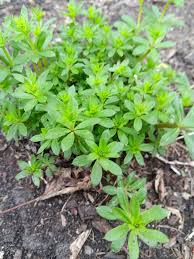 Attēlu rezultāti vaicājumam “Galium triflorum fruit”